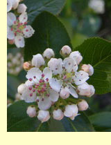 Арония черноплодная (Aronia melanocarpa (Michx) Elliot) Арония черноплодная (Aronia melanocarpa (Michx) Elliot)